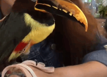 oucan Follows His Mom Everywhere She Goes_part2