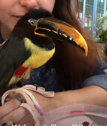 oucan Follows His Mom Everywhere She Goes_part2