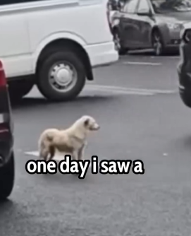 She waited for an Owner Who Never Came Back… 💔🐶_part2