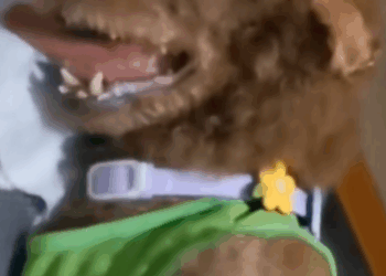 Rescue this Abandoned dog_part2