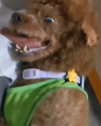 Rescue this Abandoned dog_part2