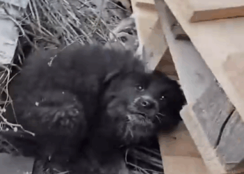 Part2 Animals Rescue #dogrescue #rescuedog #dogsofttiktok #foryoupage #foryou #dogs