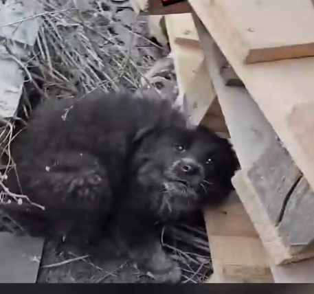 Part2 Animals Rescue #dogrescue #rescuedog #dogsofttiktok #foryoupage #foryou #dogs