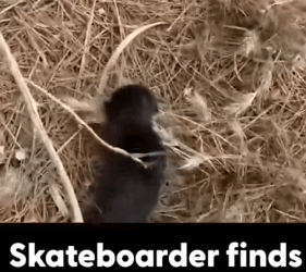 Skateboarder Rescues Three Abandoned Kittens On The Roadside_part2