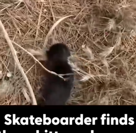 Skateboarder Rescues Three Abandoned Kittens On The Roadside_part2