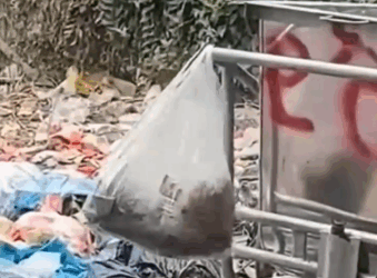 Who could leave a puppy like this_part2