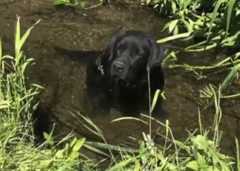 Part2 Animals Rescue #dogrescue #rescuedog #dogsofttiktok #foryoupage #foryou #dogs