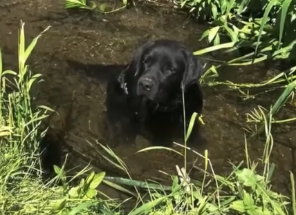 Part2 Animals Rescue #dogrescue #rescuedog #dogsofttiktok #foryoupage #foryou #dogs