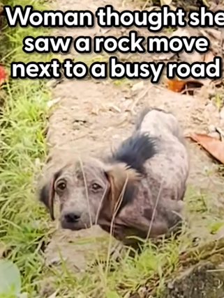 Moving Rock On The Road Turned Out To Be A Puppy_part2
