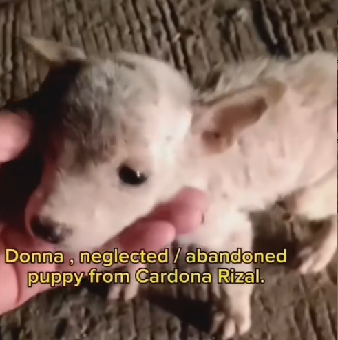 Part2.Animals Rescue #dogrescue #rescuedog #dogsofttiktok #foryoupage #foryou #dogs