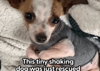 Tiny Rescue Dog Lives In His Mom’s Pouch_part2