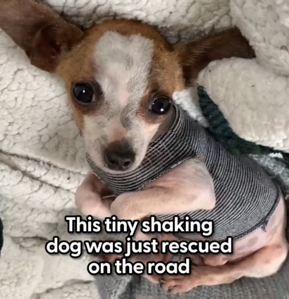 Tiny Rescue Dog Lives In His Mom’s Pouch_part2