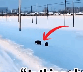 Part2 Animals Rescue #dogrescue #rescuedog #dogsofttiktok #foryoupage #foryou #dogs