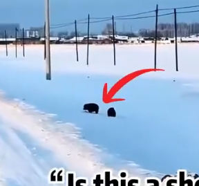 Part2 Animals Rescue #dogrescue #rescuedog #dogsofttiktok #foryoupage #foryou #dogs