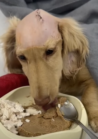 Puppy’s Mom Knew Something Was Wrong_part2