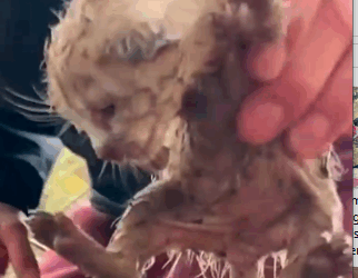 They thought they’d found everyone but then they heard more crying in the bushes_part2