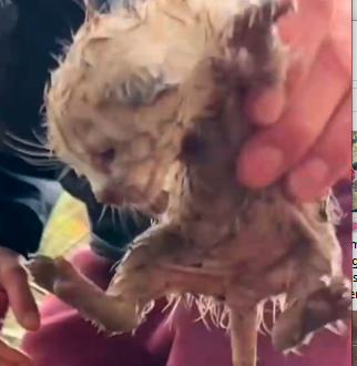 They thought they’d found everyone but then they heard more crying in the bushes_part2