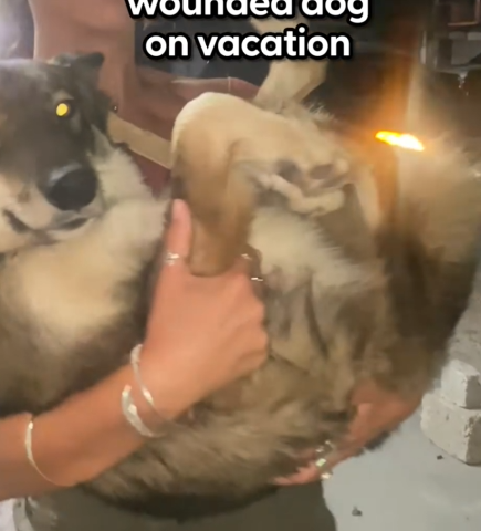 Stray Dog Won’t Stop Following Tourist_part2