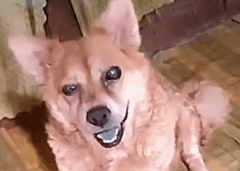 Part2.Animals Rescue #dogrescue #rescuedog #dogsofttiktok #foryoupage #foryou #dogs