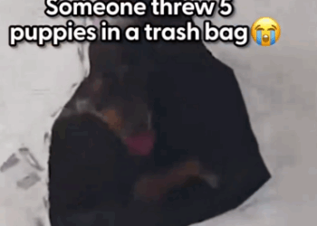 They were SO ready to play once their quarantine was over 💜 We talked to Natasa of Hopeland about how 4 out of the 5 puppies were_part2