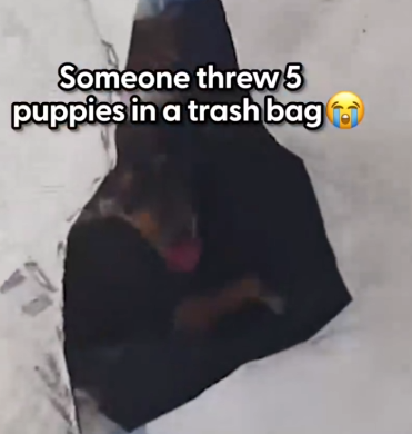 They were SO ready to play once their quarantine was over 💜 We talked to Natasa of Hopeland about how 4 out of the 5 puppies were_part2