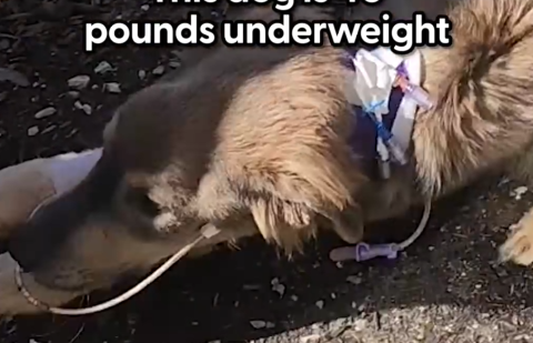 This Dog Was So Skinny He Couldn’t Even Stand Up But Now…_part2