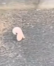 Part2.Animals Rescue #dogrescue #rescuedog #dogsofttiktok #foryoupage #foryou #dogs