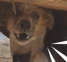 Dog Given Up For Being Old Is A Puppy Again_part2