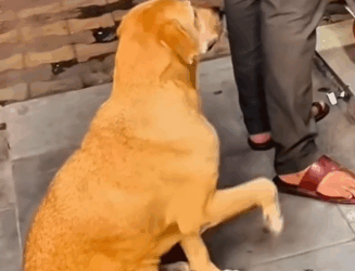 Part2 .Animals Rescue #dogrescue #rescuedog #dogsofttiktok #foryoupage #foryou #dogs