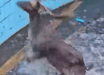 Drowning Deer Rescued From Abandoned Swimming Pool_part2