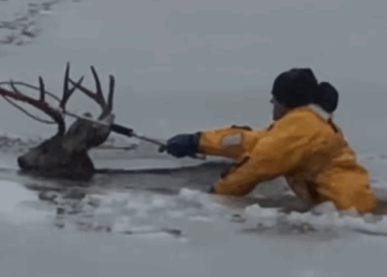 Deer Rescued from Colorado Reservoir_part2