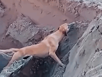 Construction workers save dog from pit 👷🏻‍♂️🐶_part2