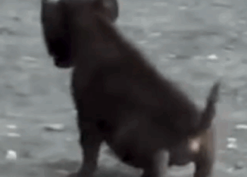 Part2 Animals Rescue #dogrescue #rescuedog #dogsofttiktok #foryoupage #foryou #dogs