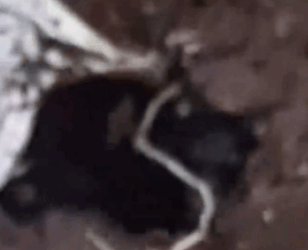 Part2 Animals Rescue #dogrescue #rescuedog #dogsofttiktok #foryoupage #foryou #dogs