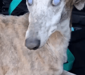 Part2 Animals Rescue #dogrescue #rescuedog #dogsofttiktok #foryoupage #foryou #dogs