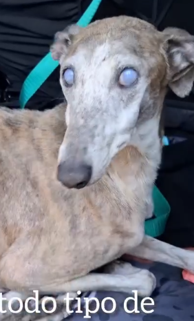 Part2 Animals Rescue #dogrescue #rescuedog #dogsofttiktok #foryoupage #foryou #dogs