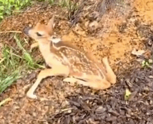 A woman saved a babu deer stucked inher garden fence and then.._part2