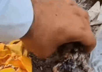 Among the trash, I heard tiny cries… a helpless kitten was trapped in a dustbin_part2