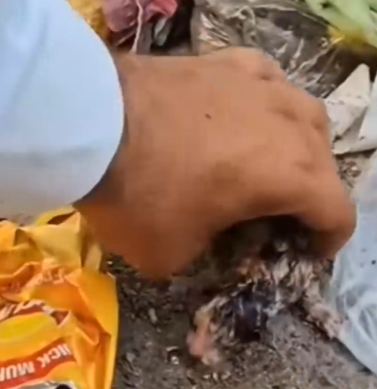 Among the trash, I heard tiny cries… a helpless kitten was trapped in a dustbin_part2