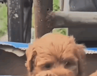 A tiny puppy left alone in an open box—what we saw will shock you_part2