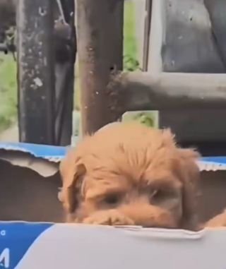 A tiny puppy left alone in an open box—what we saw will shock you_part2
