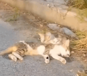 A quiet road, but their cries were loud… a helpless cat family needed help_part2