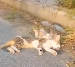 A quiet road, but their cries were loud… a helpless cat family needed help_part2