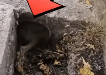 Part2 Animals Rescue #dogrescue #rescuedog #dogsofttiktok #foryoupage #foryou #dogs