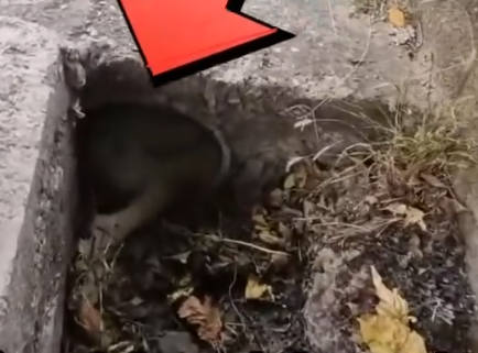 Part2 Animals Rescue #dogrescue #rescuedog #dogsofttiktok #foryoupage #foryou #dogs