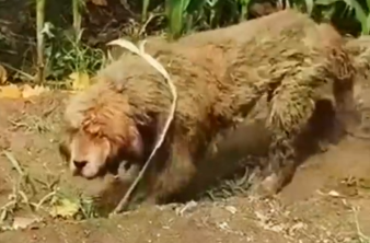 Part2 Animals Rescue #dogrescue #rescuedog #dogsofttiktok #foryoupage #foryou #dogs