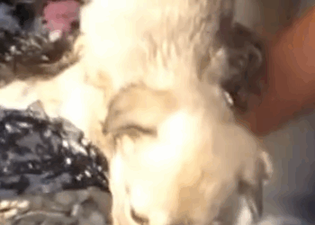 Part2 Animals Rescue #dogrescue #rescuedog #dogsofttiktok #foryoupage #foryou #dogs