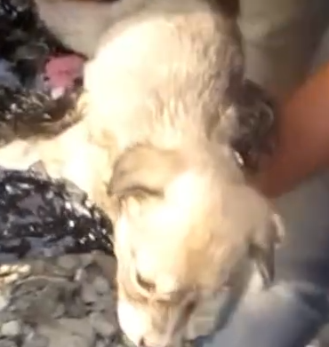 Part2 Animals Rescue #dogrescue #rescuedog #dogsofttiktok #foryoupage #foryou #dogs