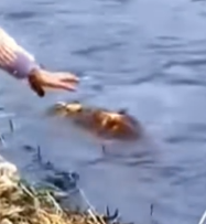 A tender rescue brings peace to an abandoned animal_part2