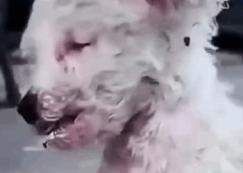 Part2 Animals Rescue #dogrescue #rescuedog #dogsofttiktok #foryoupage #foryou #dogs